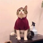 Cristian Velázquez avatar